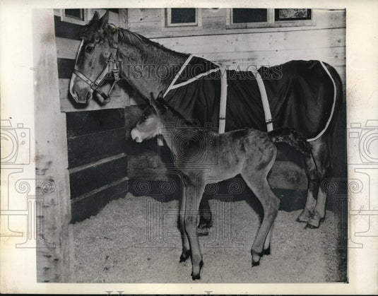 1942 Press Photo Seattle Washington J Grady Day named this colt McArthur because - Historic Images