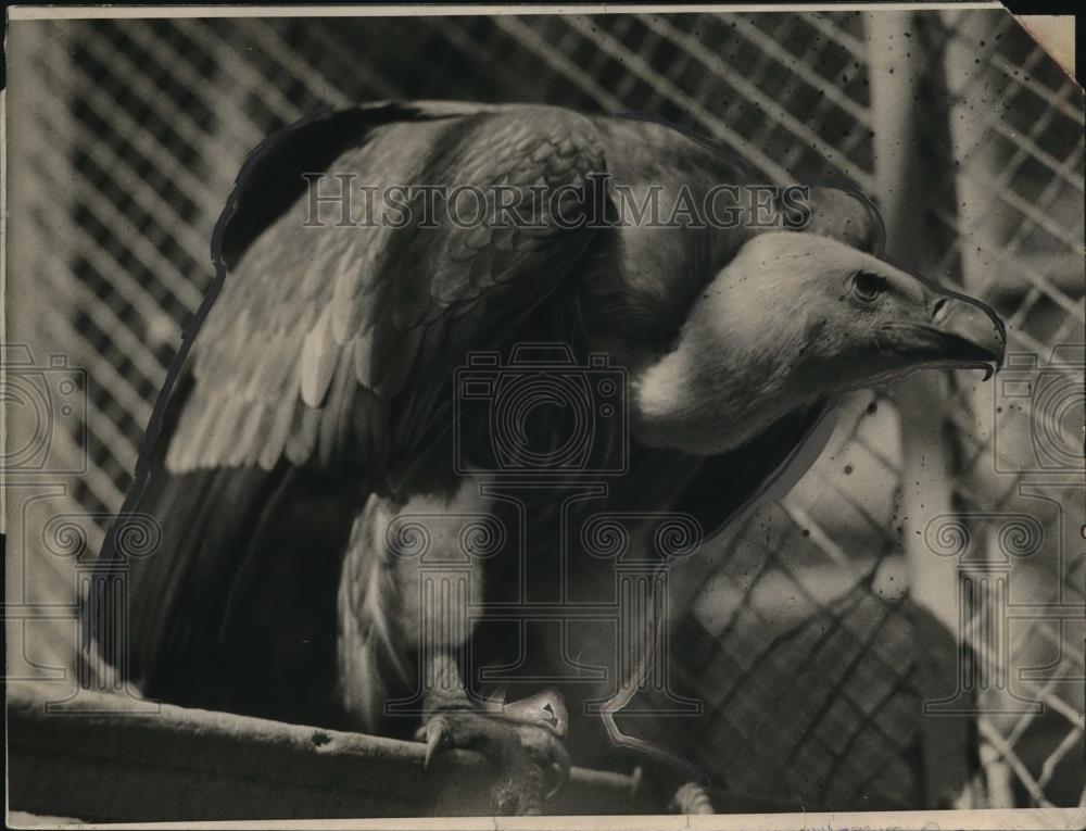 1925 Press Photo The Griffon Vulture Native Of Northern Europe Where He Is Feare - Historic Images