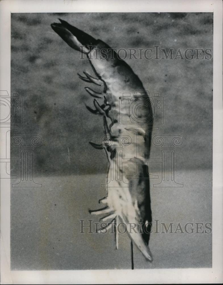 1948 Press Photo Shrimp Up Close - Historic Images