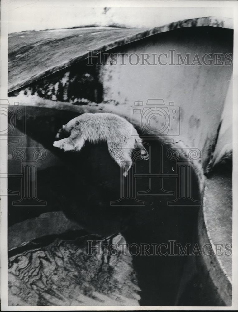 1961 Press Photo Birmingham England Dudley zoo polar bear leaps in a pool - Historic Images