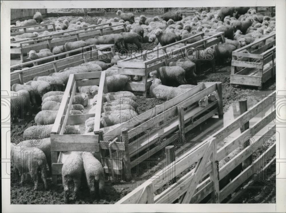 1944 Press Photo Lambs in the Santa Fe yards at Morris, KS are without corn. - Historic Images