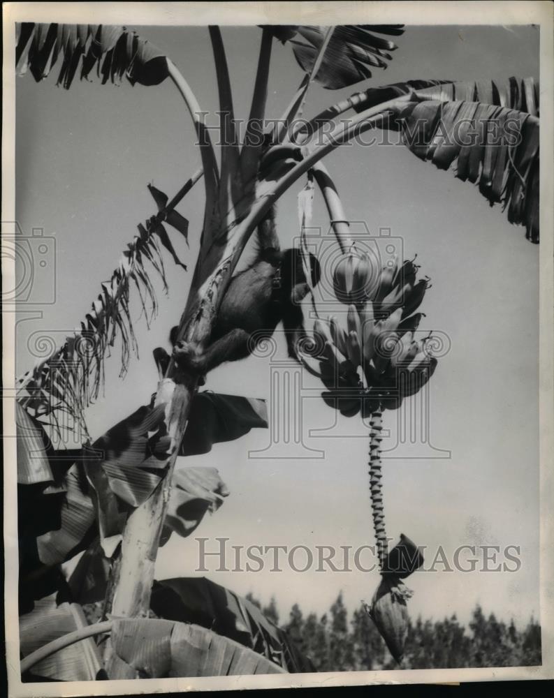 1949 Press Photo Billy the chimp grabs bananas in a tree - Historic Images