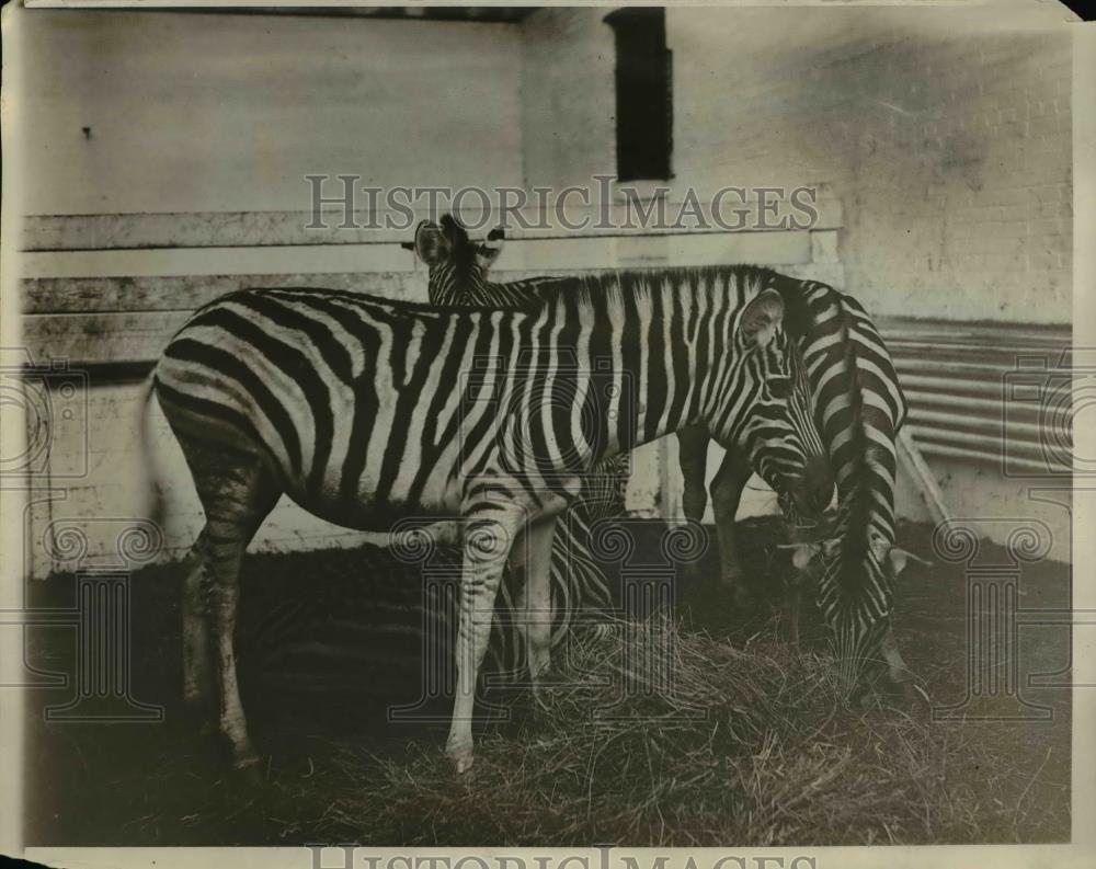 1929 Press Photo Zebra and foal at a zoo - Historic Images