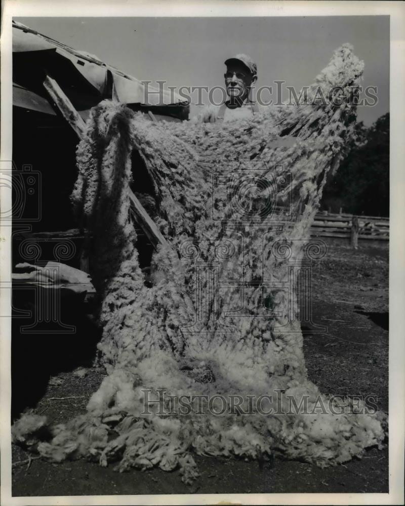 1947 Press Photo Lyman Taft exhibiting his perfect fleece of sheer wool fur - Historic Images