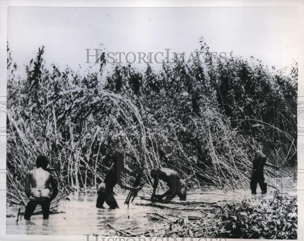 1958 Press Photo East Pakistan labor in Jule Fields in Dacca, Pakistan - Historic Images