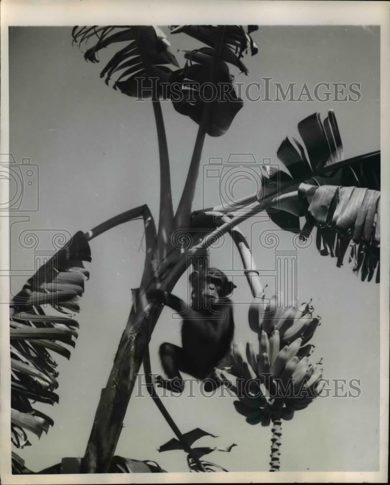 1949 Press Photo Billy the chim in a banana tree in jungle - Historic Images