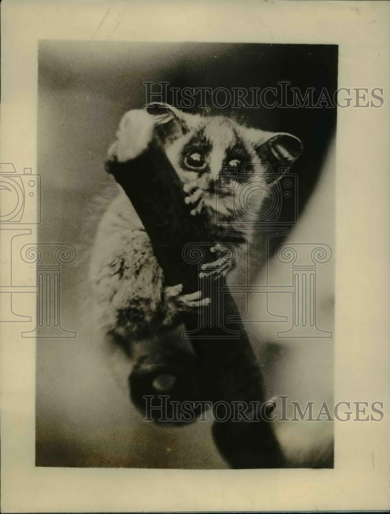 1926 Press Photo baby Galago moholi born at London Zoo - Historic Images