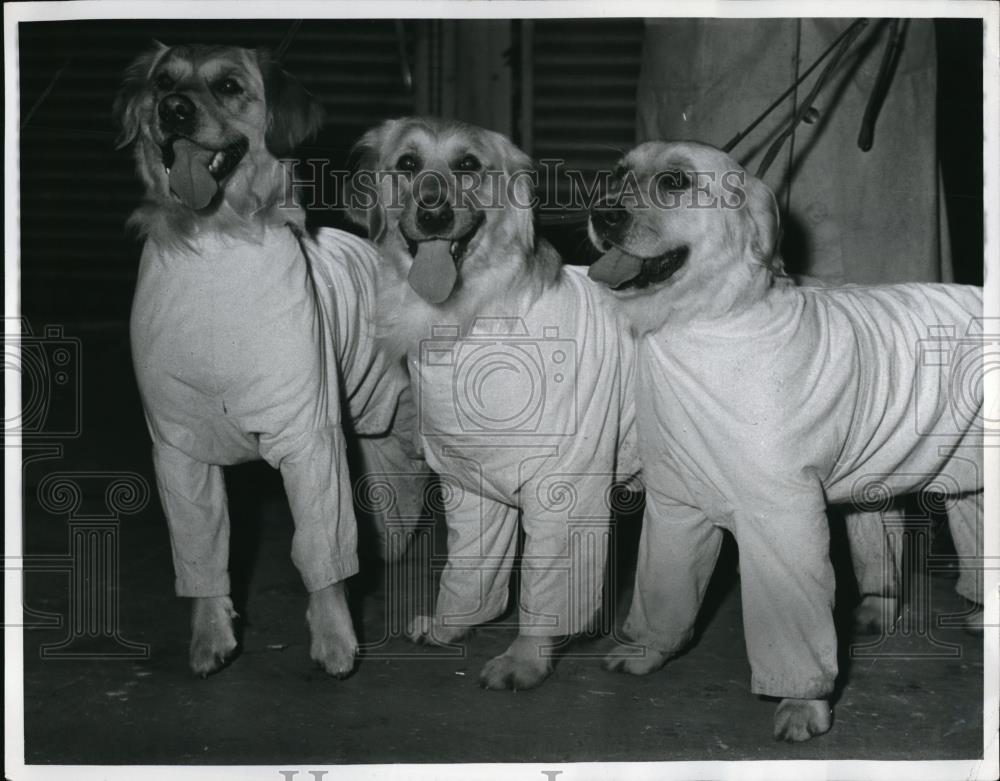 1968 Press Photo &quot;Ghilli&quot;, &quot;Scumpy&quot;, And &quot;Shanta&quot;, Dressed Up For Dog Show - Historic Images