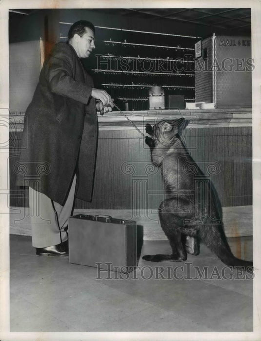 1960 Press Photo Bill Elliot of Warner Bros & a kangaroo in Cleveland - Historic Images