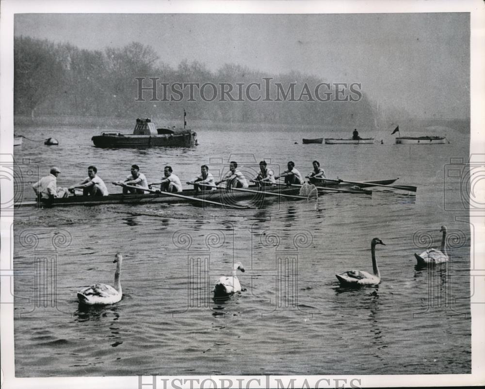 1951 Press Photo London England Cambridge crew on the Thames practicing - Historic Images