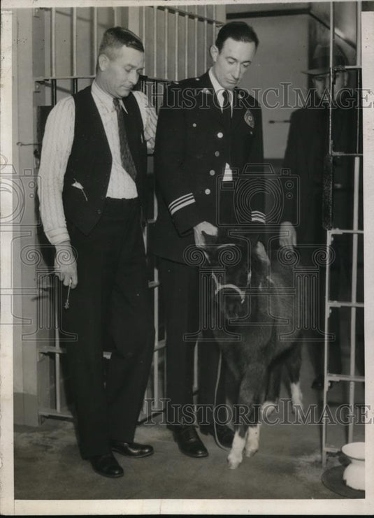 1931 Press Photo J. Ollie Conn, Lieut. A.A. Campbell and "Midge" the horse - Historic Images