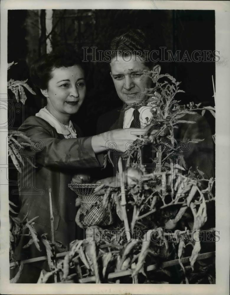 1947 Press Photo William J. Seabald helps his wife, Edith, gathers tomatoes in - Historic Images