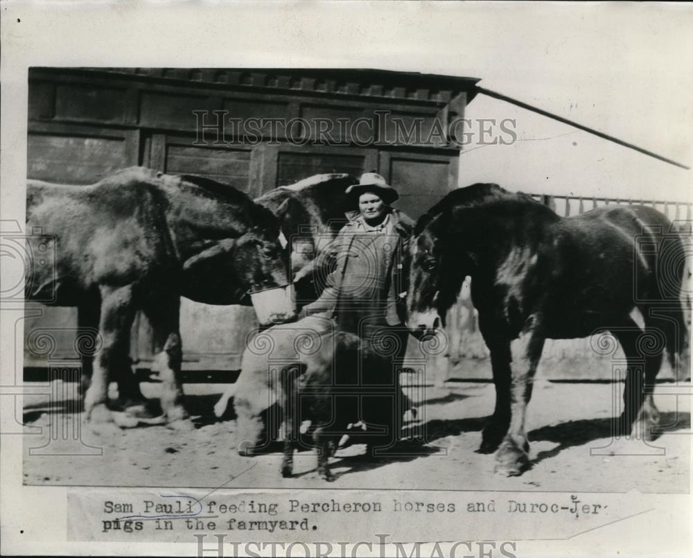 1934 Press Photo Sam Pauli feeding Percheron horses and pigs in farmyard - Historic Images