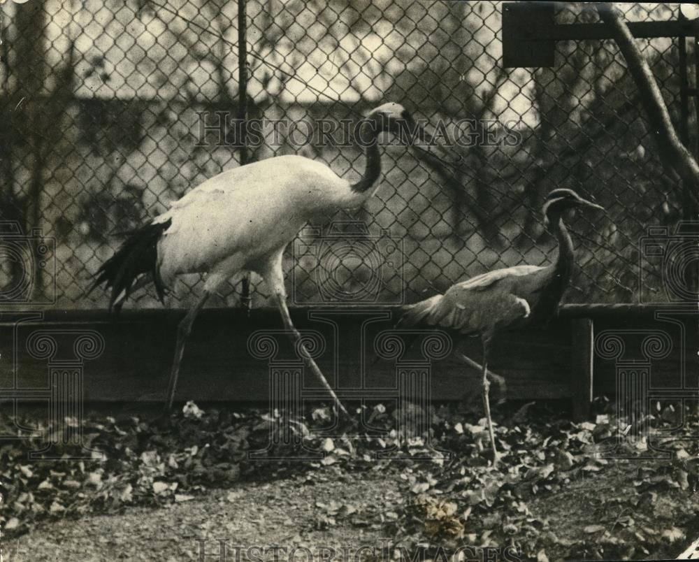 Undated Press Photo Left, Demoirselle Crane &amp; Blue Heron - Historic Images