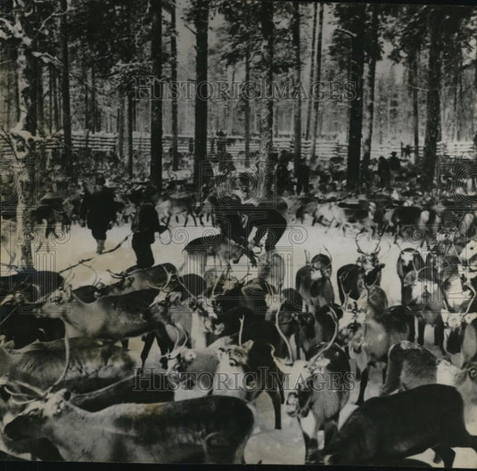 1960 Press Photo Reindeer herd in roundup at Lapp village - Historic Images