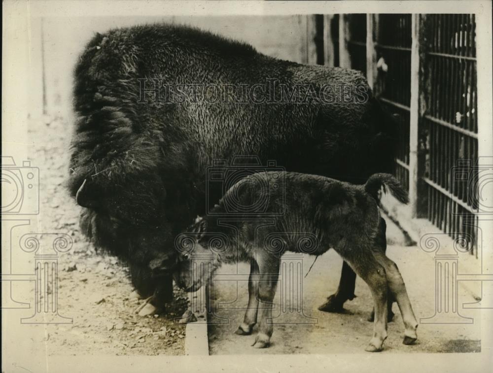 1927 Press Photo Bison mom &amp; calf at London Zoo gardens - Historic Images