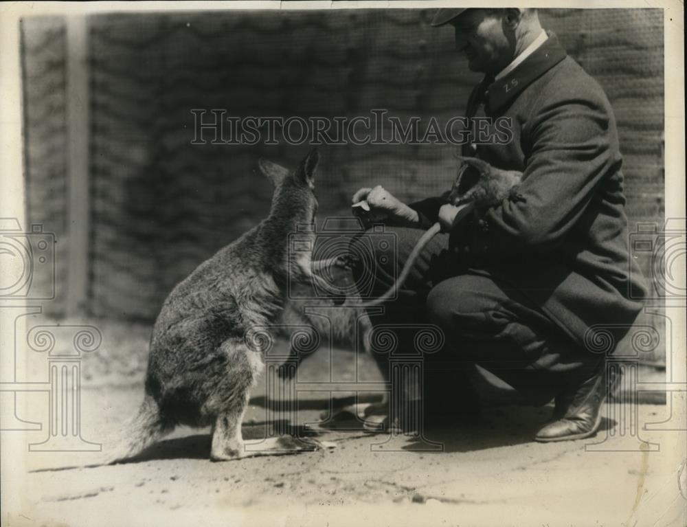 1924 Press Photo Mother Kangaroo in the Bronz Park Zoo, feeding - Historic Images