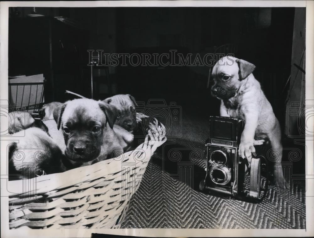 1960 Press Photo Edward the Boxer Tries to Talk His Brothers into a Portrait - Historic Images