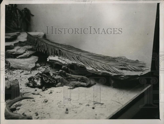 1930 Press Photo Egyptian mastigure lizards at zoo London - Historic Images