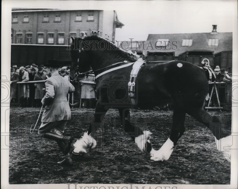 1947 Press Photo Silwood streamline, a four-year-old bay stallion - Historic Images