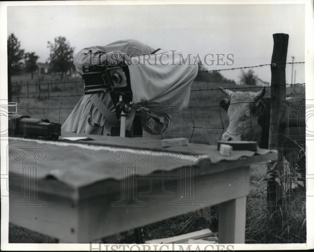 1957 Press Photo Bull Curious of Commotion - Historic Images