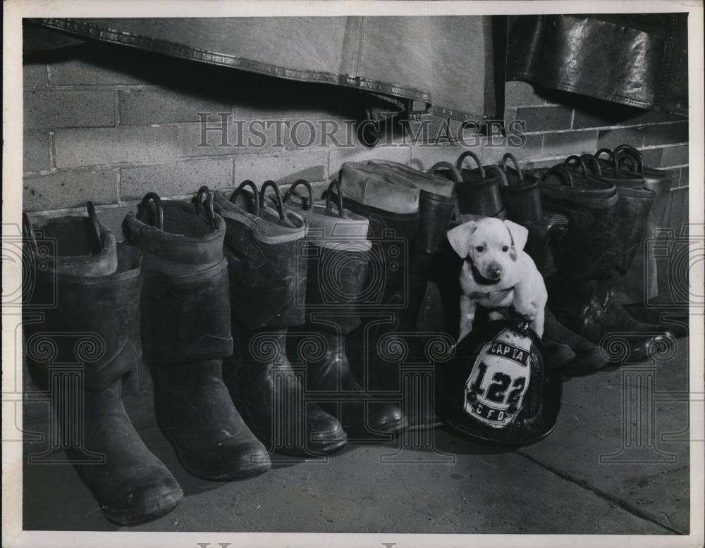 1948 Press Photo Spike a Fox Terrier and New Mascot of Engine Company No. 22 - Historic Images