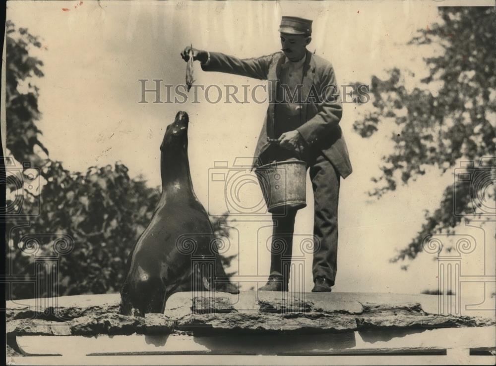 1924 Press Photo Sea lion at breakfast by a fisherman of renowned ability - Historic Images