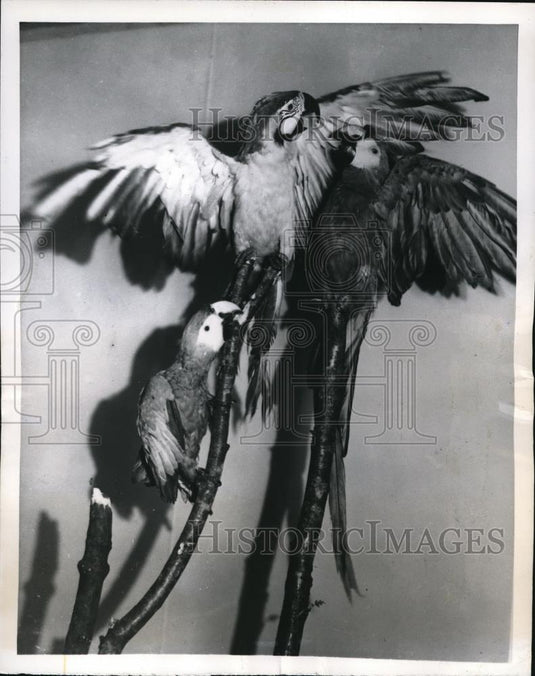 1950 Press Photo Bonnie Scotland, owner of MacConnells and MacCauleys, Macaws - Historic Images