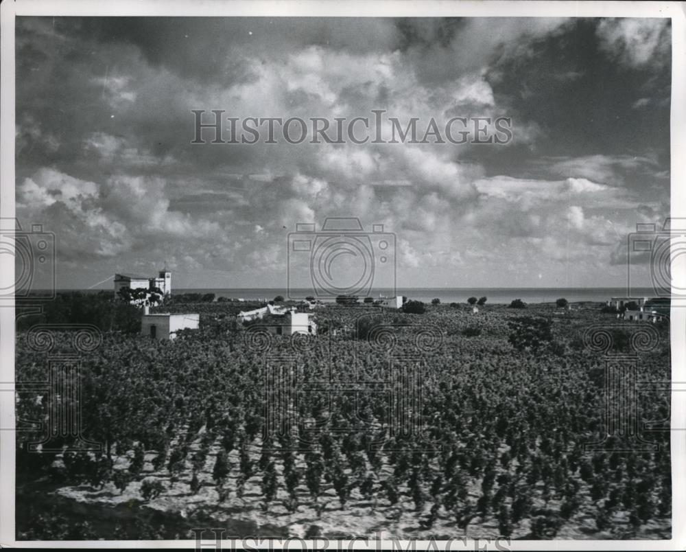 1949 Press Photo Olive orchards at Bari Italy - Historic Images