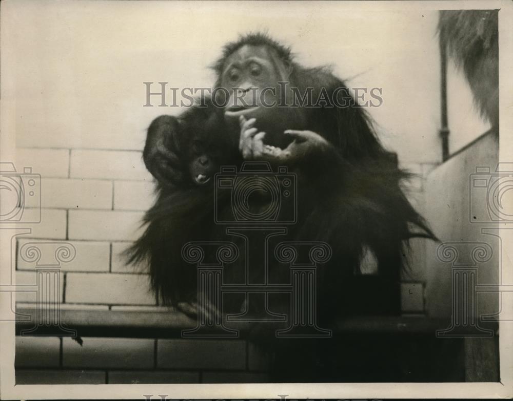 1928 Press Photo Orangutan with their baby at the Zoological Gardens in London - Historic Images