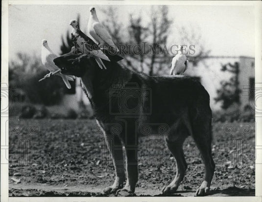 1937 Press Photo John Stigletzis dog Peter & pet pigeons sit on him - Historic Images