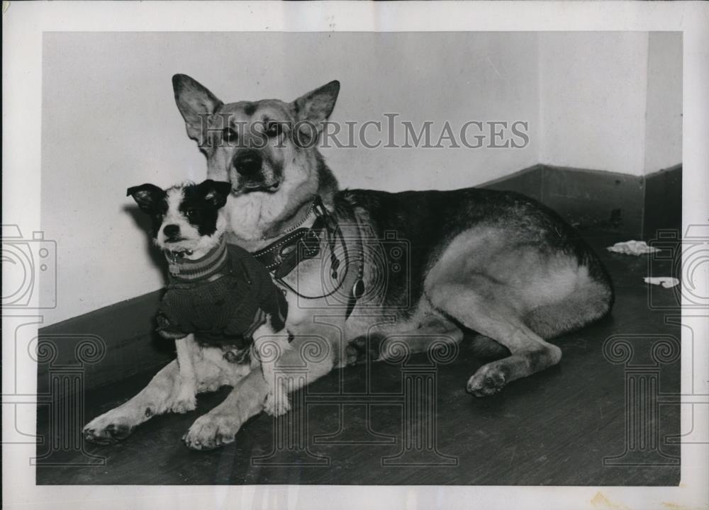 1938 Press Photo Hollywood Calif Police dog Sonny Boy &amp; pal Corky - Historic Images