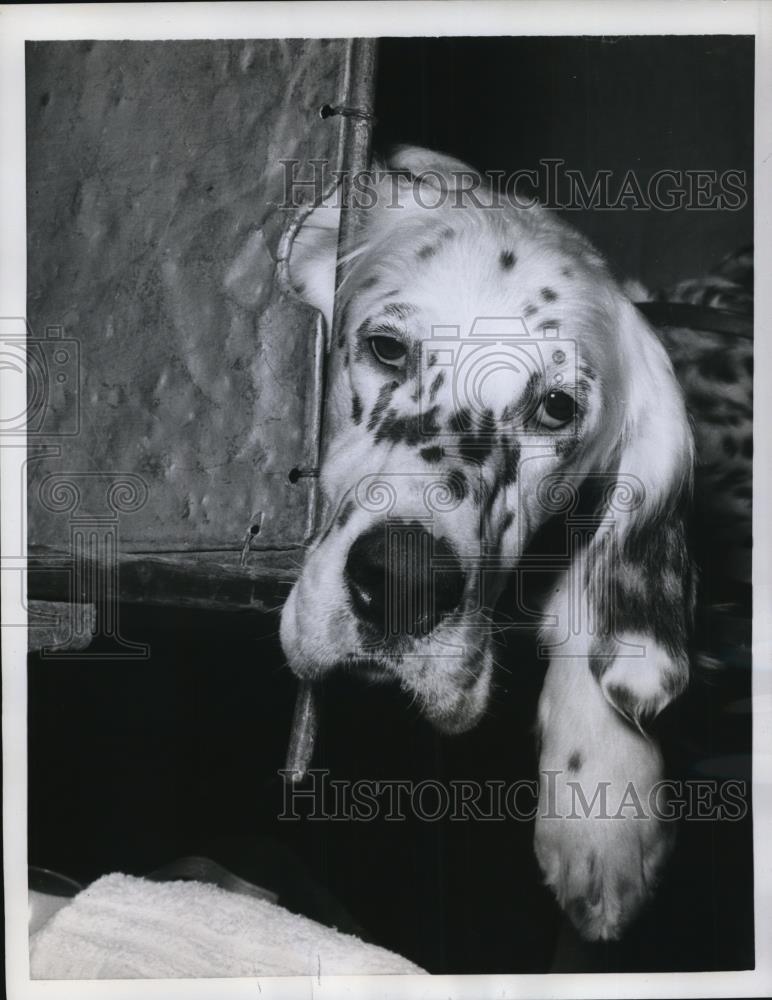 1960 Press Photo Flash the English Setter Looks Tired - Historic Images