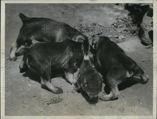 1934 Press Photo Mallard duckling, pups and their mother at Mrs AE Burton's home - Historic Images