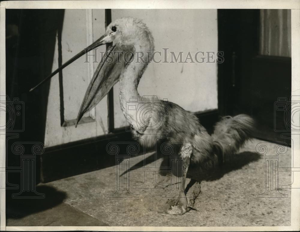 1926 Press Photo Roth Rothstein, taxidermist, fuses together cat and pelican to - Historic Images