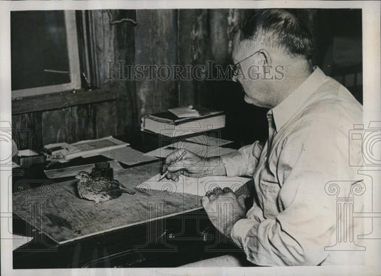 1937 Press Photo Pet Quail Helps with the Correspondence - Historic Images