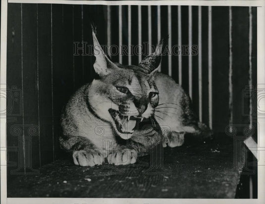 1939 Press Photo Caracal Snarling - Historic Images