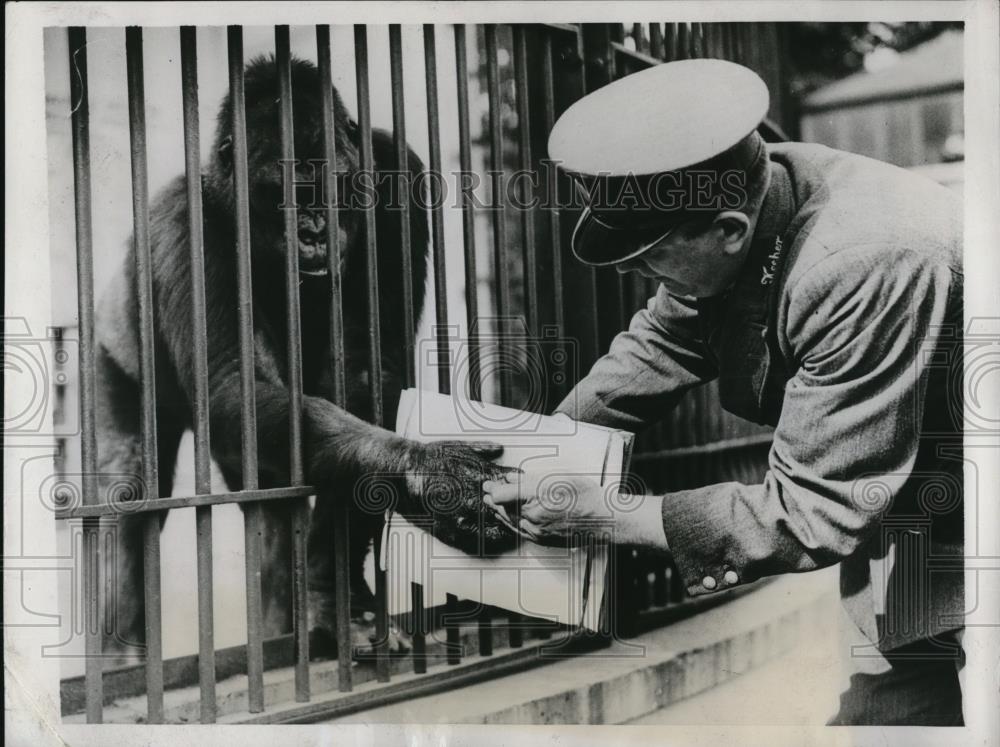 1973 Press Photo London Zoo curators gives a male &amp; female gorilla a hand - Historic Images