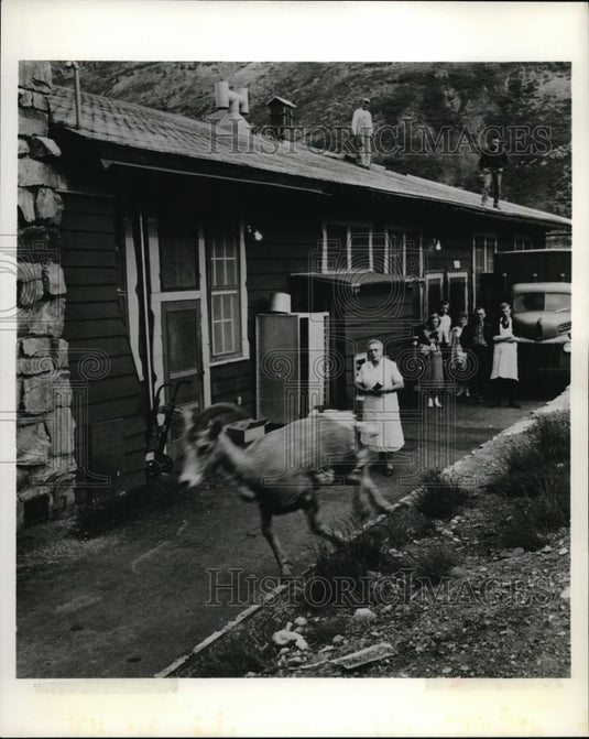 1960 Press Photo Mountain Goat on Loose at Mountain Glacier National Park Hotel - Historic Images