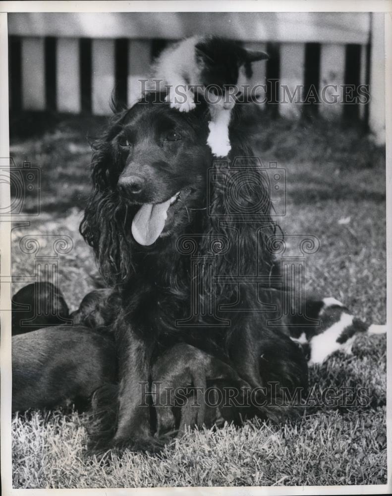 1957 Press Photo Lady Lady Mother of eight Adopted Little Kitten - Historic Images