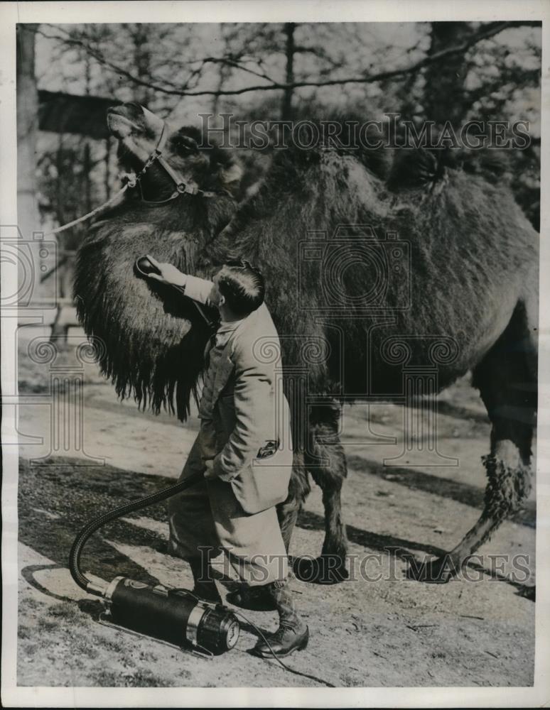 1938 Press Photo Janet Camel being groomed by a zookeeper at Whipsnade Zoo - Historic Images