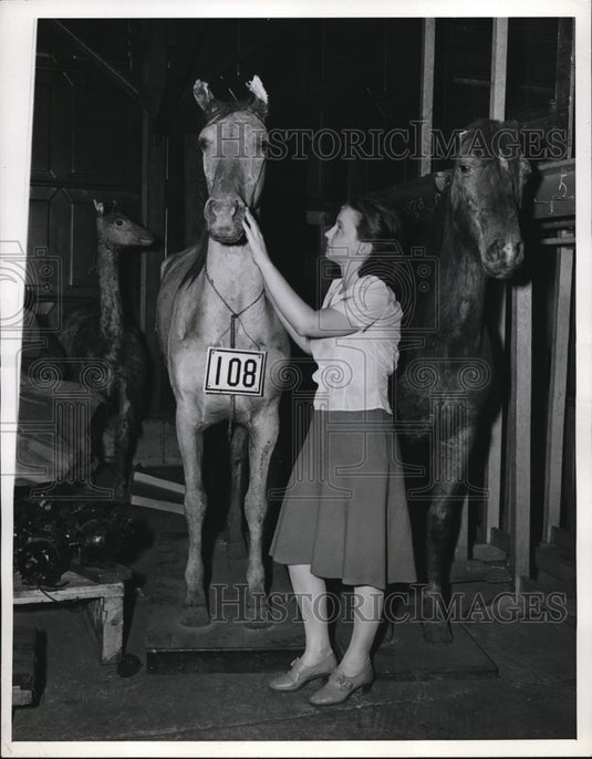 1941 Press Photo Stuffed Horses & Llama Donated by The Smithsonian Institute - Historic Images