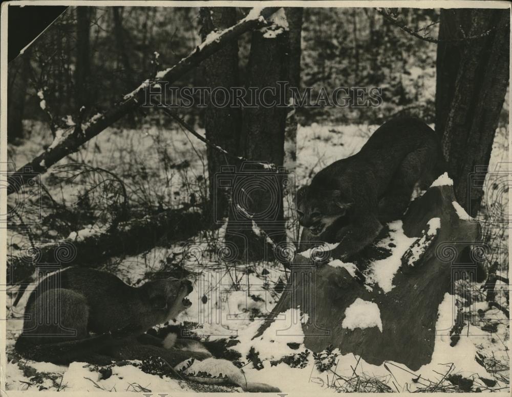 1925 Press Photo Taxidermied cougars in the wilds at Kalispell Montana - Historic Images