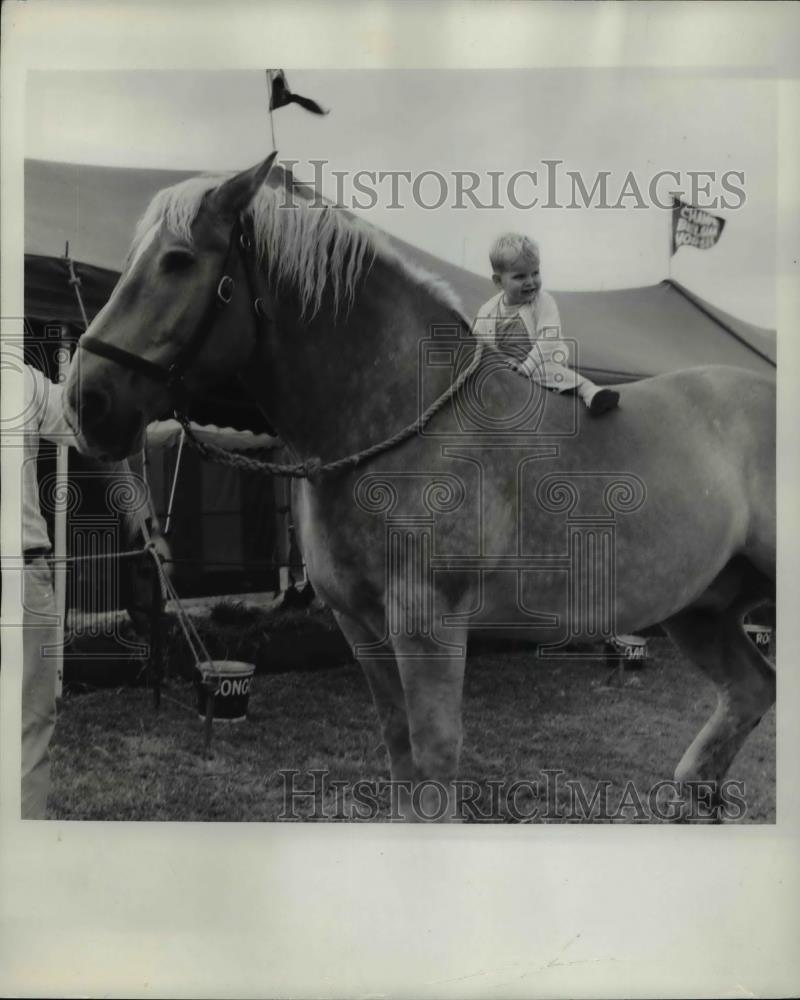 1962 Press Photo Belgian draft horse carrying child. - Historic Images