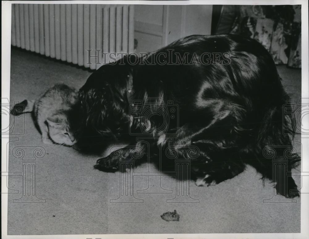 1951 Press Photo Dog &amp; cat cuddling in a home in Minneapolis, Minnesota - Historic Images