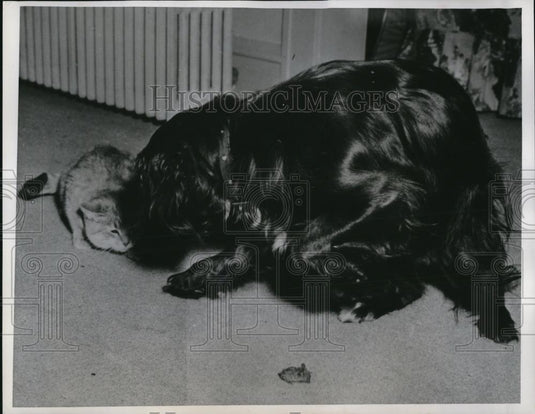 1951 Press Photo Dog & cat cuddling in a home in Minneapolis, Minnesota - Historic Images