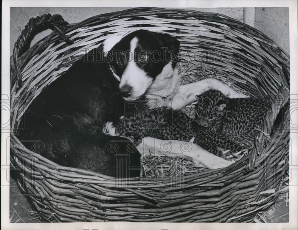 1951 Press Photo Nell, Collie taking care of 2 Leopard cubs at Calderpark Zoo - Historic Images