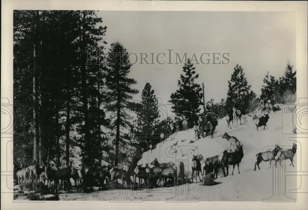 1949 Press Photo The starving elk at Snoqualmie National Forest in Washington - Historic Images