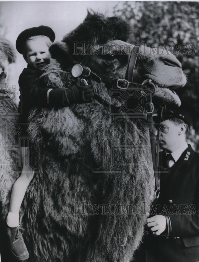 1952 Press Photo Young man settled in wrong recess on camel at London Zoo - Historic Images