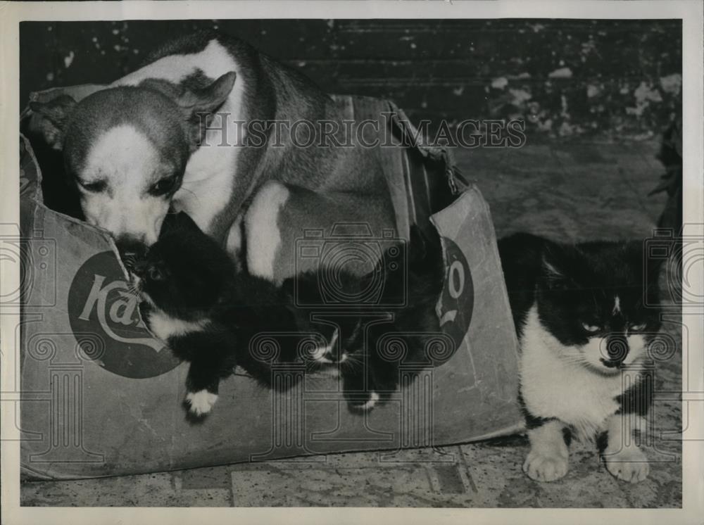 1947 Press Photo Tiny a 2 yr old fox terrier cuddles in a box with 4 kittens - Historic Images